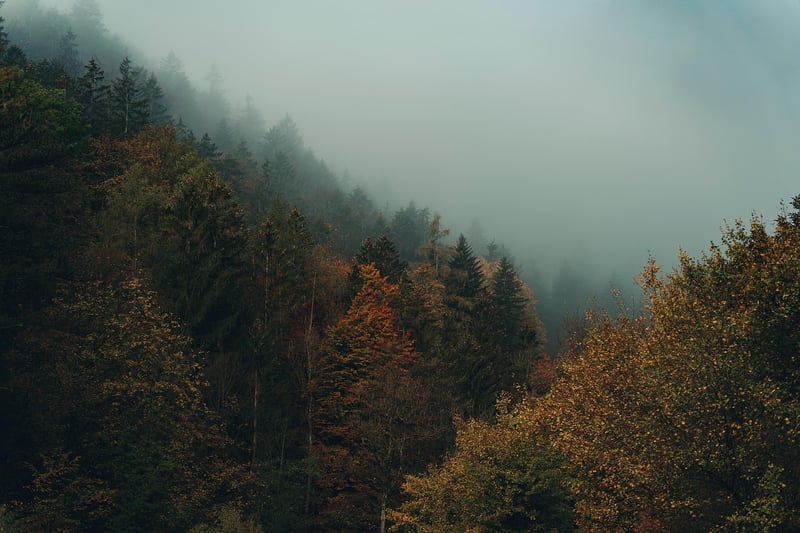 Enigmatic Forest